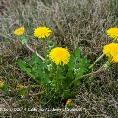 Flowering dandelion, Taraxacum officinale.
Credit: Gerald and Buff Corsi