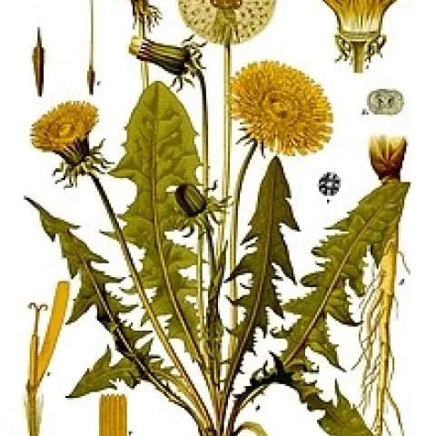 https://commons.m.wikimedia.org/wiki/File:Taraxacum_officinale_-_K%C3%B6hler%E2%80%93s_Medizinal-Pflanzen-135.jpg#mw-jump-to-license