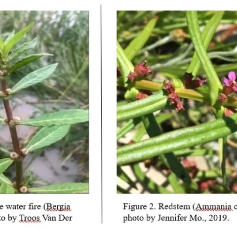 White water fire on the left and redstem on the right