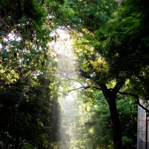 Sunday Sunlight, Poe's Gardens, Madras by Ravages is licensed under CC BY-NC-SA 2.0.