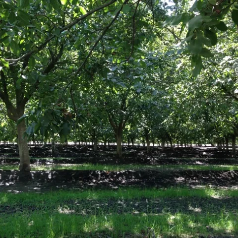 4 ton orchard light interception