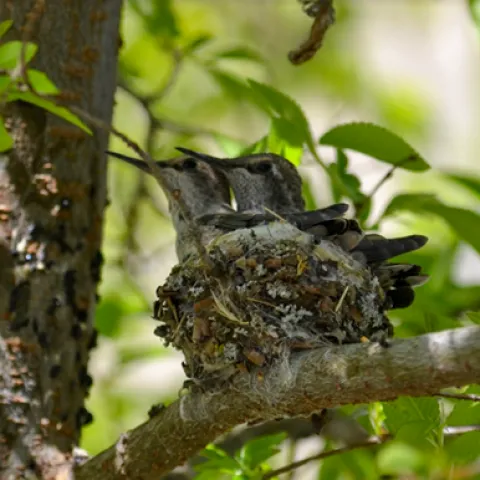 Barely fitting in the nest