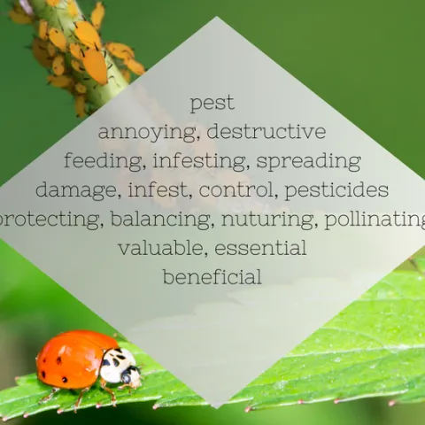 Pest-Beneficial insect Diamante by Jennifer Baumbach