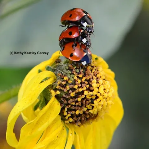 Three lady beetles, aka ladybugs, form a Leaning Tower of Pisa on the UC Davis campus. (Photo by Kathy Keatley Garvey)