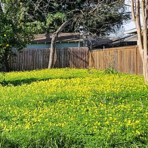 Bermuda Buttercup Invasion - P. Pashby