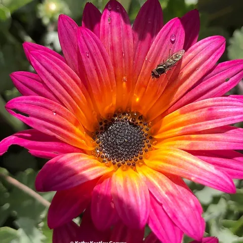 A syrphid fly forages on an Arctotis "Pink Sugar" African daisy in Vacaville. Note the raindrops on the blossom. (Photo by Kathy Keatley Garvey)