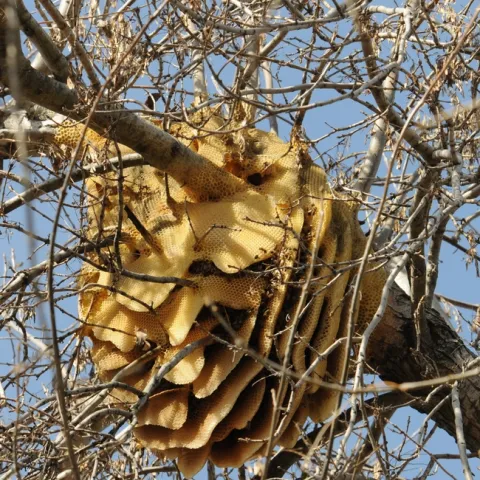 A feral honey bee colony (now gone) in Vacaville, Calif. (Photo by Kathy Keatley Garvey)