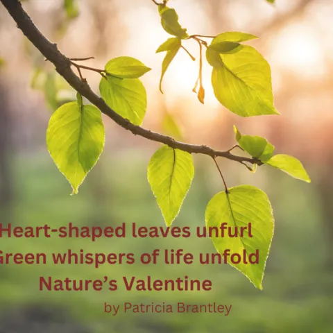 Valentine Haiku by Patricia Brantley Springtime (1)