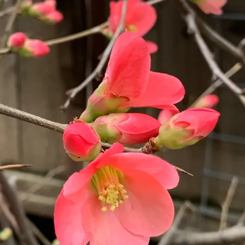 photo by Denise Cottrell