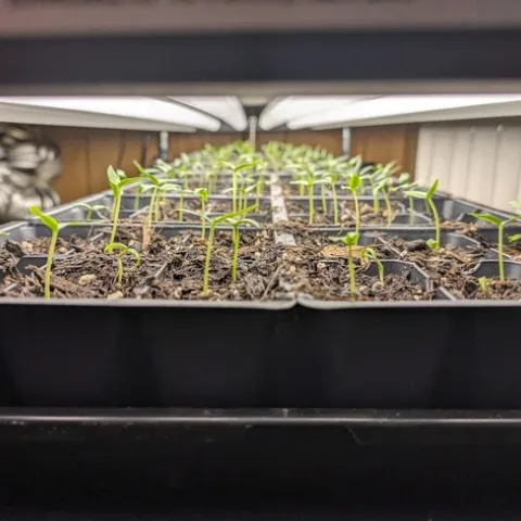 Tiny sprouts growing underneath a grow light.