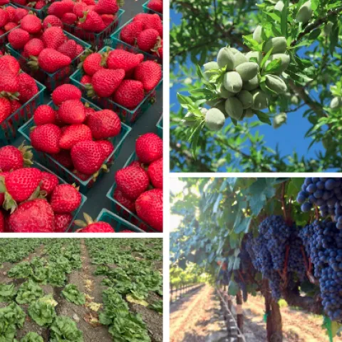 strawberries, almonds, grapes and lettuce