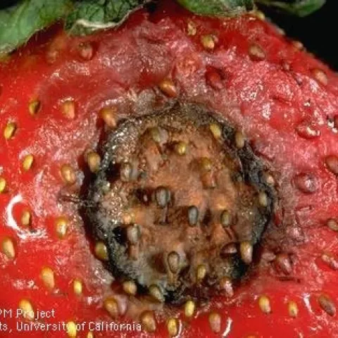 Classic symptom of anthracnose on strawberry fruit, brown to black sunken spot. Photo courtesy UC IPM.