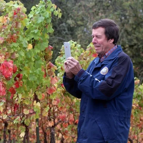 UC Davis distinguished professor emeritus Frank Zalom takes an image of a Willamette vineyard showing grapevine red blotch virus in the fall.