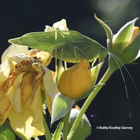 A katydid munching on a yellow rose, "Sparkle and Shine," in Vacaville. (Photo by Kathy Keatley Garvey)