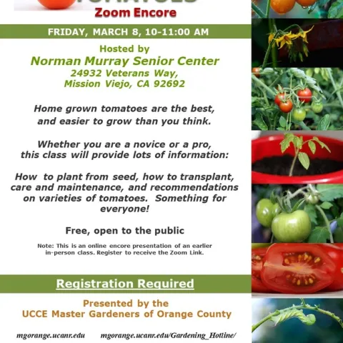 Unlock Tomato Mastery on Zoom! From Seed to Harvest, Join Now!