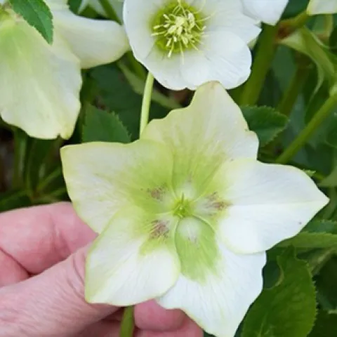 Lenten rose