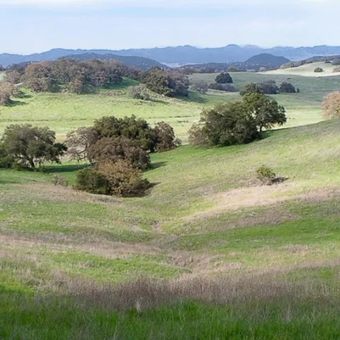 Oak woodlands. Photo: William Suckow