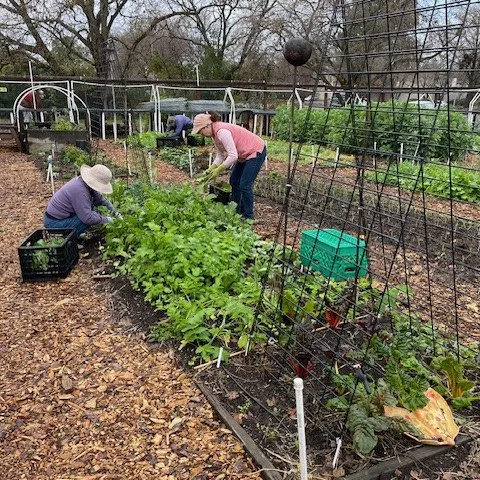 CoCoMGs Betty Yee and Suzanne Miller work in the Family Garden Bed at Our Garden. Photo by Jan Manns.