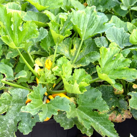 Yellow Squash producing in container on deck. Photo courtesy of Shutterstock