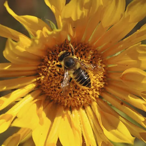 Leaf Cutter Bee On Sunflower. Photo courtesy of TJ Gehling.