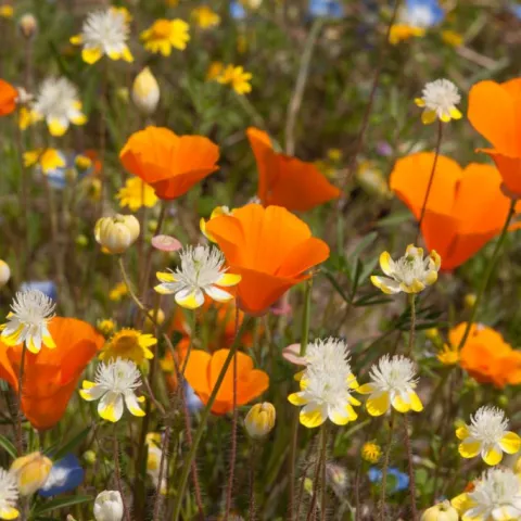 Escholiza californica (California poppies), Platystemon californicus (creamcups), Nemophila menziesii (baby blue eyes)—spring ephemeral annuals.
