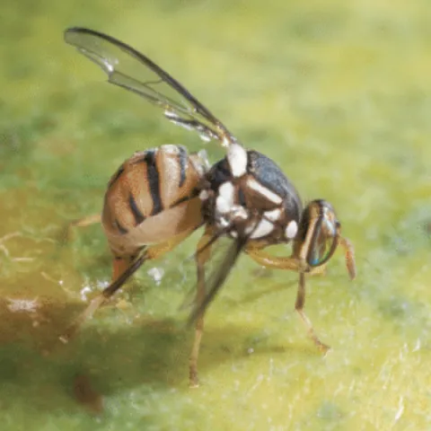 Oriental Fruit Fly Courtesy CDFA