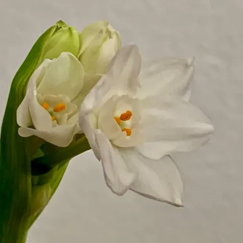 photo by Denise Cottrell