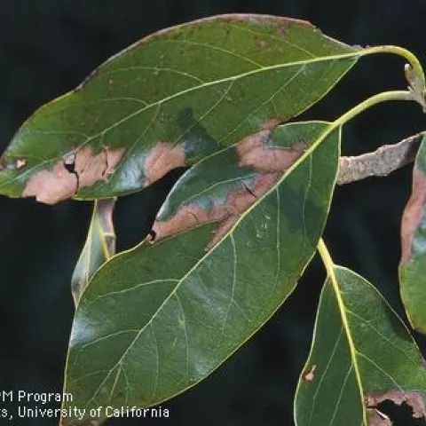 Avocado leaves with brown lesions due to the fungi that cause branch canker and dieback. The disease is caused by various fungi in the Botryosphaeriaceae family. (Photo: David Rosen, UC IPM)