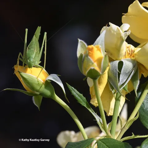 A katydid munching on a yellow rose in a Vacaville garden. (Photo by Kathy Keatley Garvey)