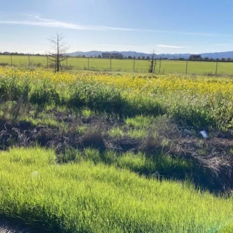 Mustard in a ditch in Elmira. photos by Michelle Davis