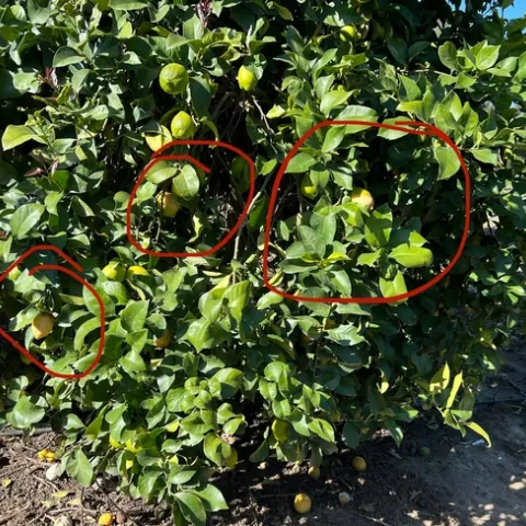 citrus brown rot in canopy
