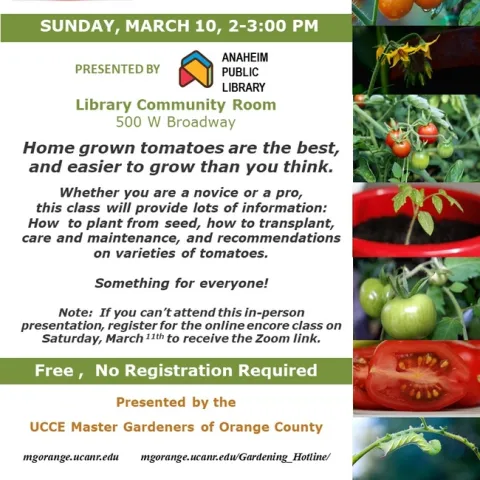 Unlock Your Green Thumb with Homegrown Tomatoes