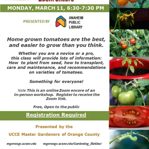 Join Us for a Tomato Extravaganza: Zoom Edition