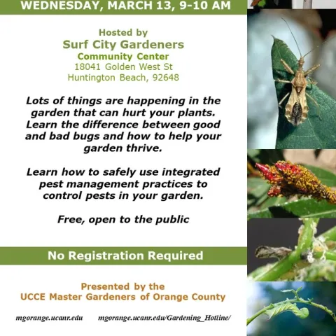 Garden Pests: Know Your Enemies, Save Your Plants