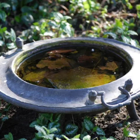 A fire pit filled with green water and leaves from PxHere, https://pxhere.com/en/photo/734753.