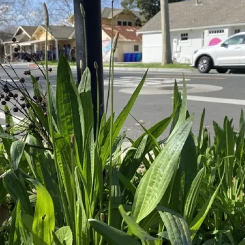 Plantago lanceolata is an invasive plant commonly known as ribwort plantain. It can be dormant for up to 177 years before expanding. (Mohsen Mesgaran/UC Davis)