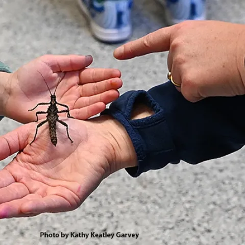 A walking stick switches to another hand during the recent Bohart Museum of Entomology open house. (Photo by Kathy Keatley Garvey)