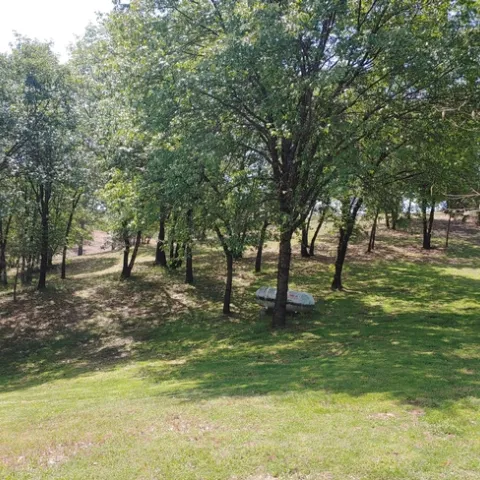 Thinned forest stand