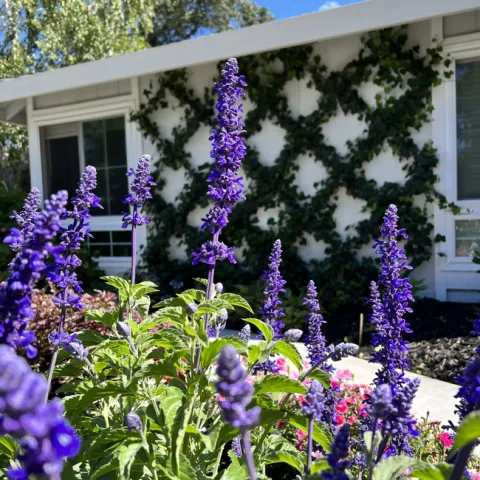Mystic Spires Blue in full sun. photos by Janey Santos