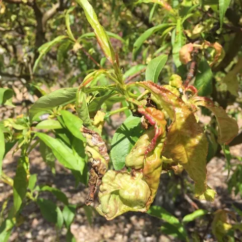Several leaves on a branch are distorted and turning red while the others are green and healthy.