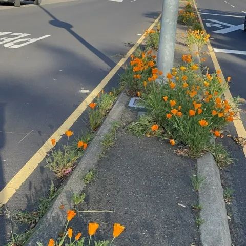 photos by Snugs Altman