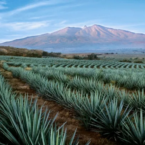 Herb Study Pics - 2 of 3