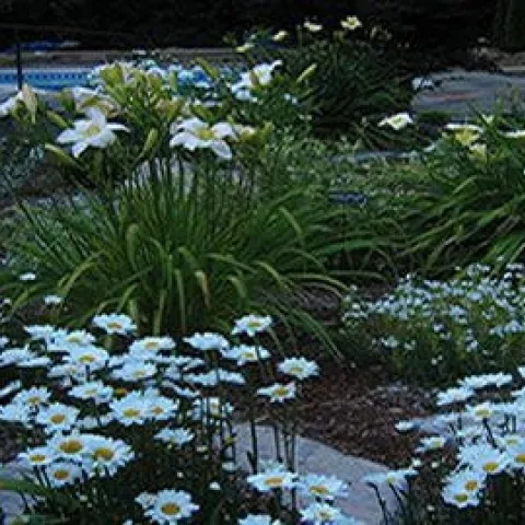 Moon Garden, Pinterest.com