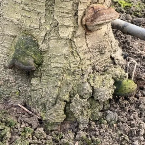 Almond rootstock with both crown gall and Ganoderma