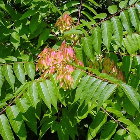 Trees-of-heaven are invasive trees from China that can host damaging exotic pests. (Photo: CDFA)