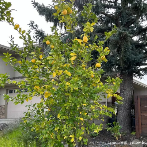 Lemon tree with yellow leaves in suburban yard