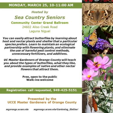 Take Action: Create Your Butterfly Sanctuary Today