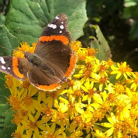 A Red Admiral, Vanessa atalanta, spreads its wings on a Roldana aschenborniana (Golden Light Senecio) on March 9 in the UC Davis Arboretum and Public Garden. (Photo by Kathy Keatley Garvey)