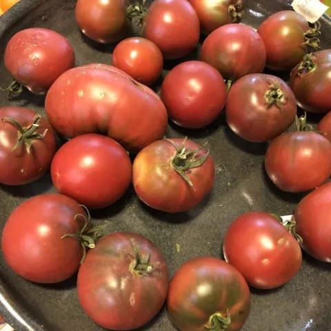 Purple Boy F1. photos by Tanya Kucak