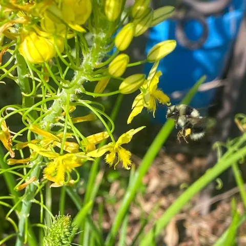American bumblebee feeding on Bulbine bullbosa suculent.